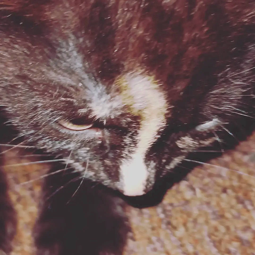 Ash is registered to the contest to win money with this photo: carnivore, cat, claw, domestic_short_haired_cat, ear, felidae, fur, head, human_body, mammal, paw, small_to_medium_sized_cats, snout, tail, terrestrial_animal, vertebrate, whiskers, wildlife