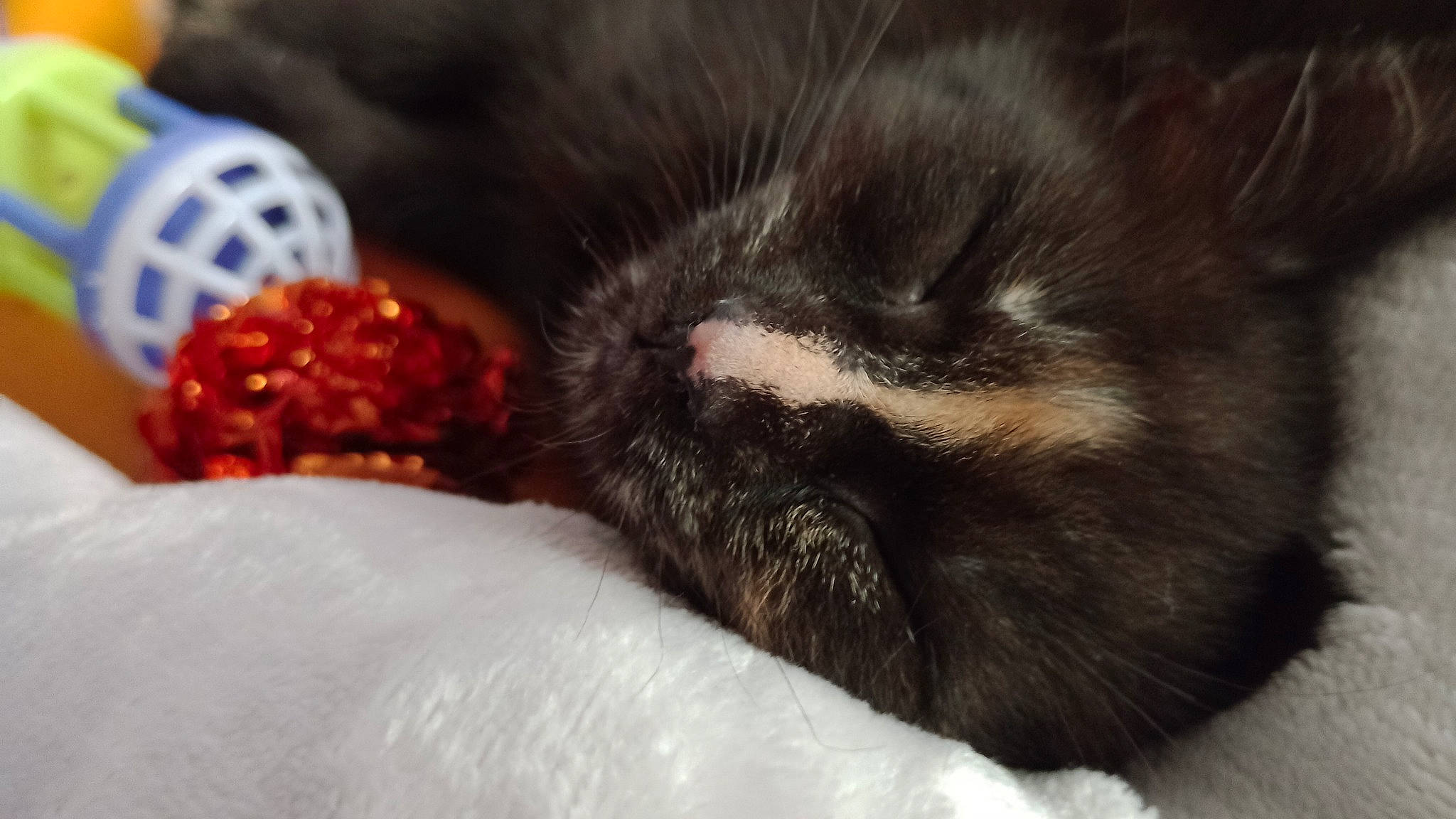 Ash joined the competition — help win amazing prizes! black_cat, canidae, carnivore, cat, claw, close_up, comfort, dog_breed, domestic_short_haired_cat, felidae, fur, nap, paw, sleep, small_to_medium_sized_cats, snout, sporting_group, tail, terrestrial_animal, whiskers