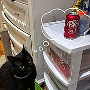 Hyuka joined the competition — help win amazing prizes! black_cat, cat, indoor, furniture, drawer, plastic_drawer, green_lid, floor, wooden_floor, can, soda_can, dr_pepper, thought_bubble, trophy, decor, eyes, pet, curious, sitting, collar