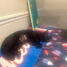cat, black_cat, animal, pet, indoor, mat, colorful, relaxed, lying_down, feline, wall, corner, soft_light, hazy, collar, quiet, resting, cozy, home, floor