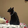 Hyuka joined the competition — help win amazing prizes! black_cat, cat, yawning, bed, blanket, cartoon_print, indoor, pet, cozy, feline, animal, sleepy, resting, domestic, fur, collar, cute, home, wall, bedroom