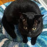 Hyuka is registered to the contest to win money with this photo: black_cat, cat, pet_bed, fluffy, yellow_eyes, indoor, wooden_floor, curious, feline, animal, domestic_cat, cozy, round_bed, cute, looking_up, fur, whiskers, ears, resting, home