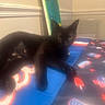 black_cat, cat, tablecloth, painting, indoor, wall, furniture, animal, pet, relaxed, colorful, pattern, sushi_pattern, popsicle_pattern, domestic_cat, leisure, resting, feline, home, decor