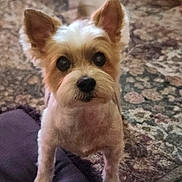 Neiko joined the competition — help win amazing prizes! adorable, animal, blurred_background, brown, canine, carpet, companion, curious, cute, dog, domestic_animal, ears, fur, indoor, looking_up, patterned_rug, pet, small_dog, standing, white
