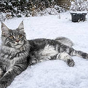 Arrow participe au concours pour gagner de l'argent avec cette photo : cat, gray_tabby, snow, winter, outdoor, animal, fur, snowflakes, garden, relaxed, lying_down, pet, nature, cold, fluffy, whiskers, ears, paws, background, fence