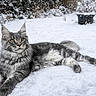 cat, gray_tabby, snow, winter, outdoor, animal, fur, snowflakes, garden, relaxed, lying_down, pet, nature, cold, fluffy, whiskers, ears, paws, background, fence