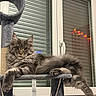 Arrow a rejoint le concours — aidez-le/la à gagner de superbes lots ! cat, fluffy, gray, pet, feline, cat_tree, window, indoor, relaxed, animal, paw, fur, looking, resting, household, cozy, domestic, eyes, portrait, cute