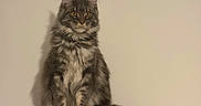 Arrow a rejoint le concours — aidez-le/la à gagner de superbes lots ! cat, maine_coon, fluffy_tail, perch, wall_mount, indoor, pet, animal, feline, long_fur, amber_eyes, sitting, calm, domestic_cat, portrait, neutral_background, household, cute, whiskers, ears