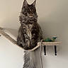 Arrow a rejoint le concours — aidez-le/la à gagner de superbes lots ! cat, fluffy, gray_cat, long_tail, cat_hammock, indoor, pet, feline, perched, toy_fish, wall_mount, curious, sitting, domestic_cat, animal, cute, whiskers, ears, tail, furniture