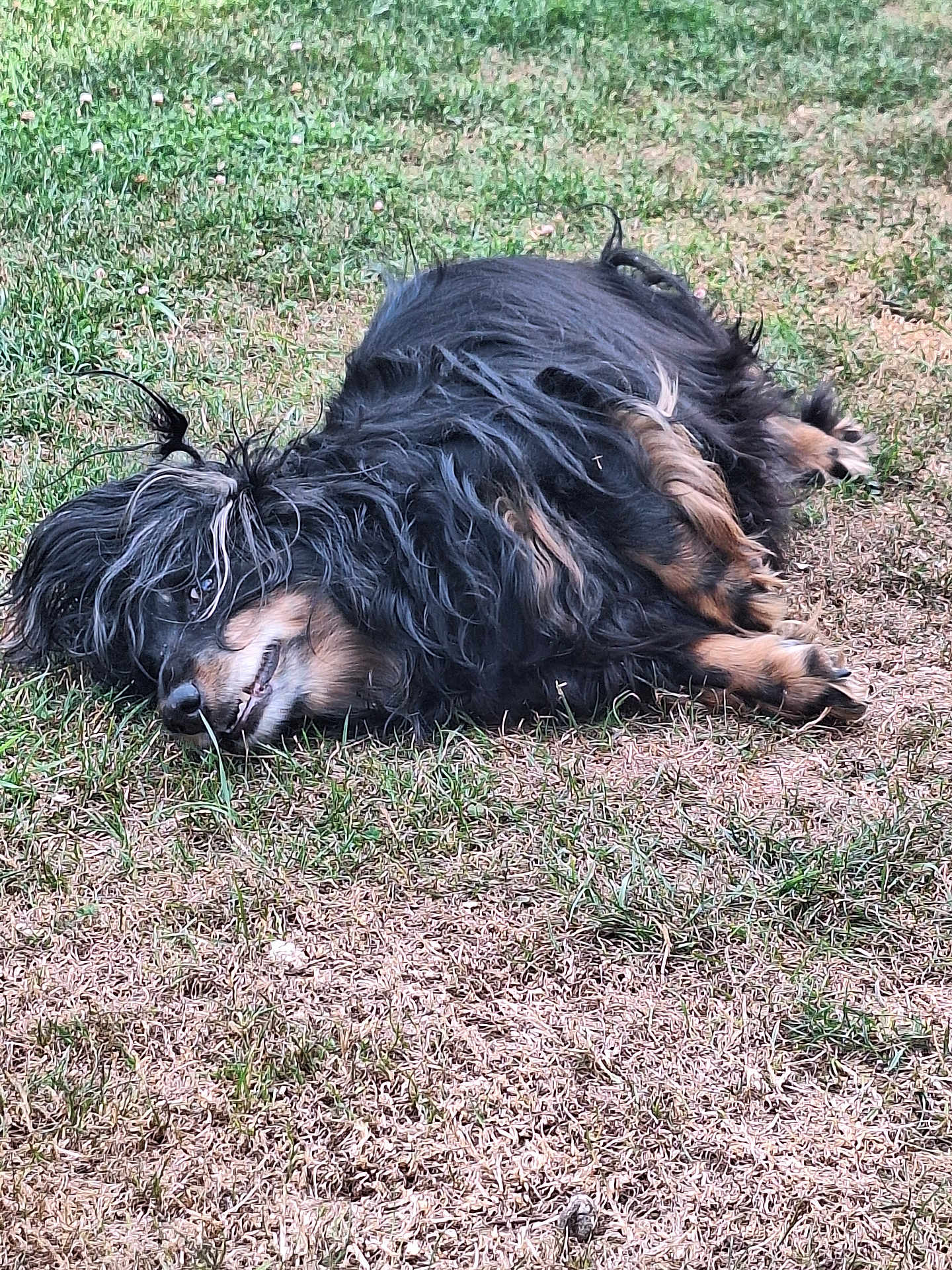 Canelle a rejoint le concours — aidez-le/la à gagner de superbes lots ! dog, grass, outdoor, pet, lying_down, fur, black, tan, relaxed, animal, nature, canine, mammal, playful, side_view, closeup, tongue, ears, fur_texture, daylight