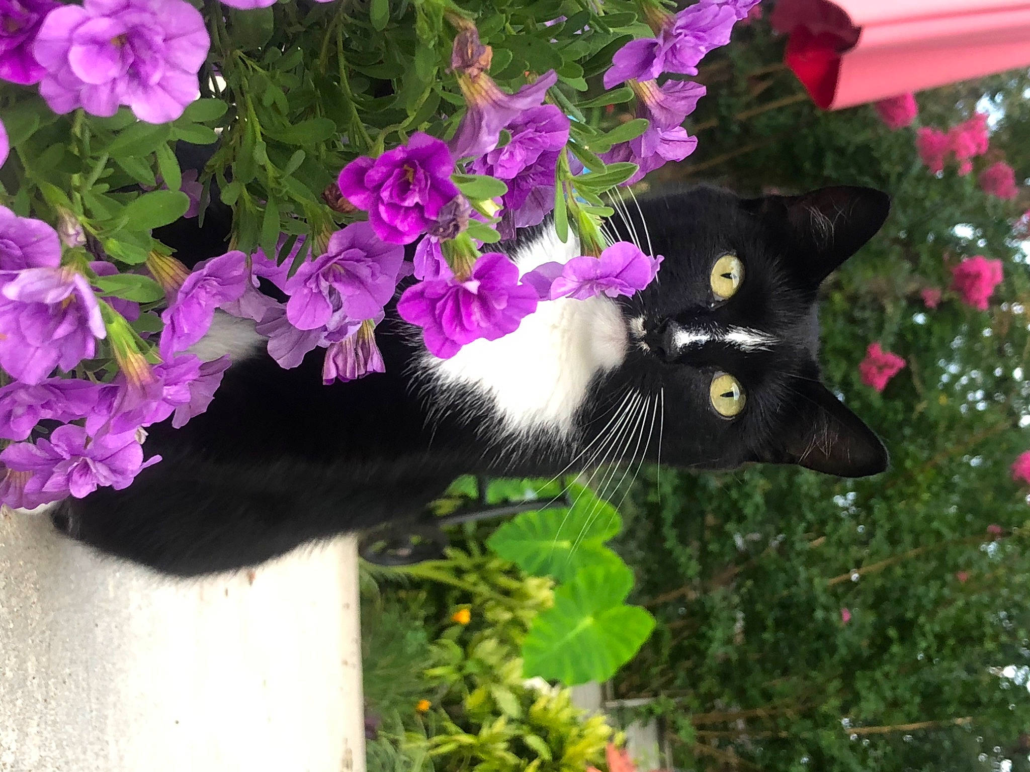 Baby is registered to the contest to win money with this photo: annual_plant, bombay, carnivore, cat, domestic_short_haired_cat, felidae, flower, flowering_plant, grass, groundcover, magenta, petal, pink, plant, purple, shrub, small_to_medium_sized_cats, tree, violet, whiskers
