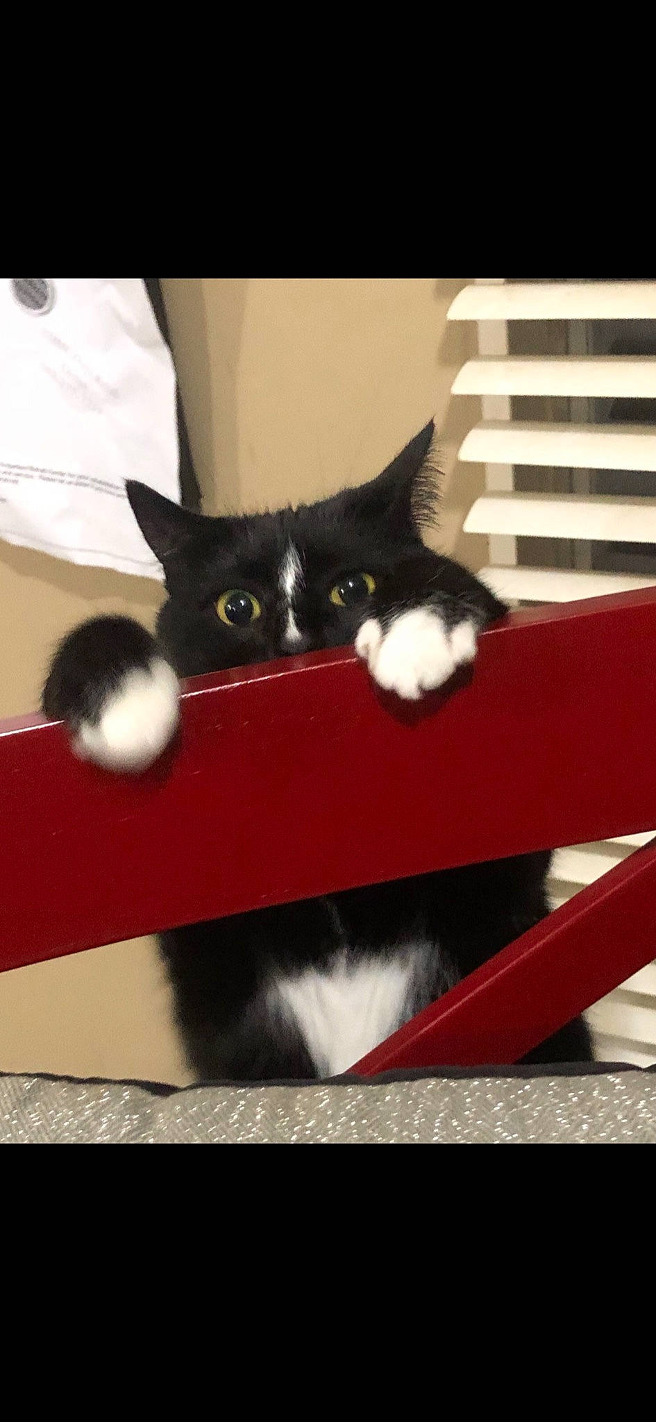 Baby joined the competition — help win amazing prizes! black_cat, carmine, carnivore, cat, cat_supply, comfort, domestic_short_haired_cat, felidae, fur, paw, rectangle, room, small_to_medium_sized_cats, snout, stairs, tail, tints_and_shades, whiskers, window