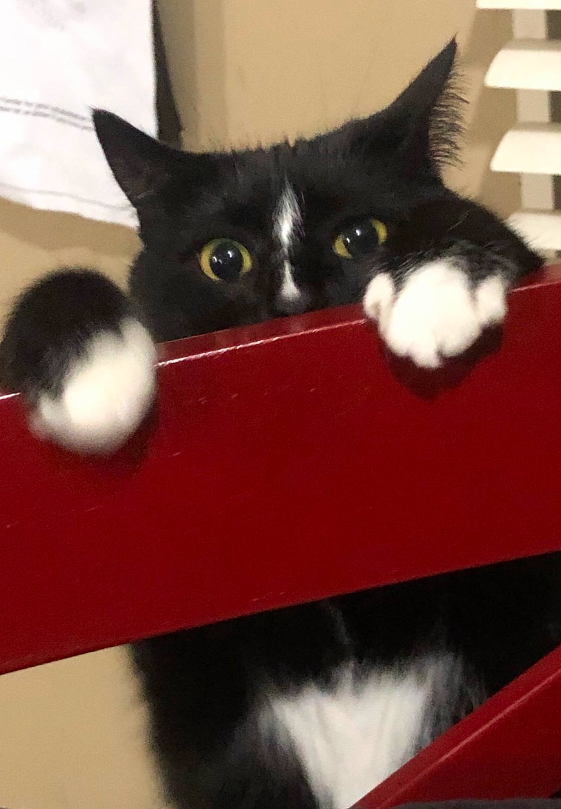 Baby is registered to the contest to win money with this photo: black, black_cat, carmine, carnivore, cat, cat_supply, claw, domestic_short_haired_cat, felidae, fur, mammal, paw, red, small_to_medium_sized_cats, snout, tail, whiskers