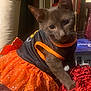 cat, kitten, pet, costume, orange_tutu, dress, indoor, couch, sofa, whiskers, ears, eyes, sitting, portrait, furniture, bow, fabric, adorable, domestic_cat, close_up
