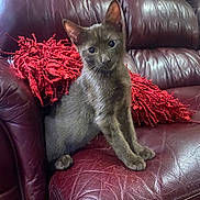 Koko is registered to the contest to win money with this photo: cat, kitten, gray_cat, leather_sofa, red_pillow, indoor, pet, sitting, portrait, whiskers, ears, paws, eyes, curious, furniture, upholstery, human_hand, treat, cozy, close_up