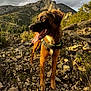dog, animal, outdoor, mountain, rocky_terrain, nature, sunlight, cloudy_sky, tongue_out, brown_coat, happy, scenic, hiking, landscape, wildlife, pet, canine, daylight, forest, adventure
