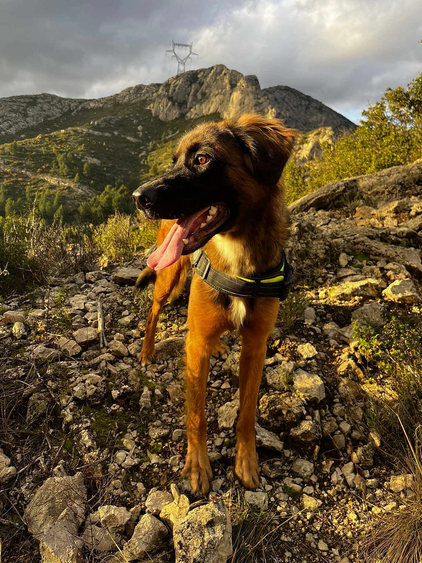 Zeus participe au concours pour gagner de l'argent avec cette photo : dog, animal, outdoor, mountain, rocky_terrain, nature, sunlight, cloudy_sky, tongue_out, brown_coat, happy, scenic, hiking, landscape, wildlife, pet, canine, daylight, forest, adventure