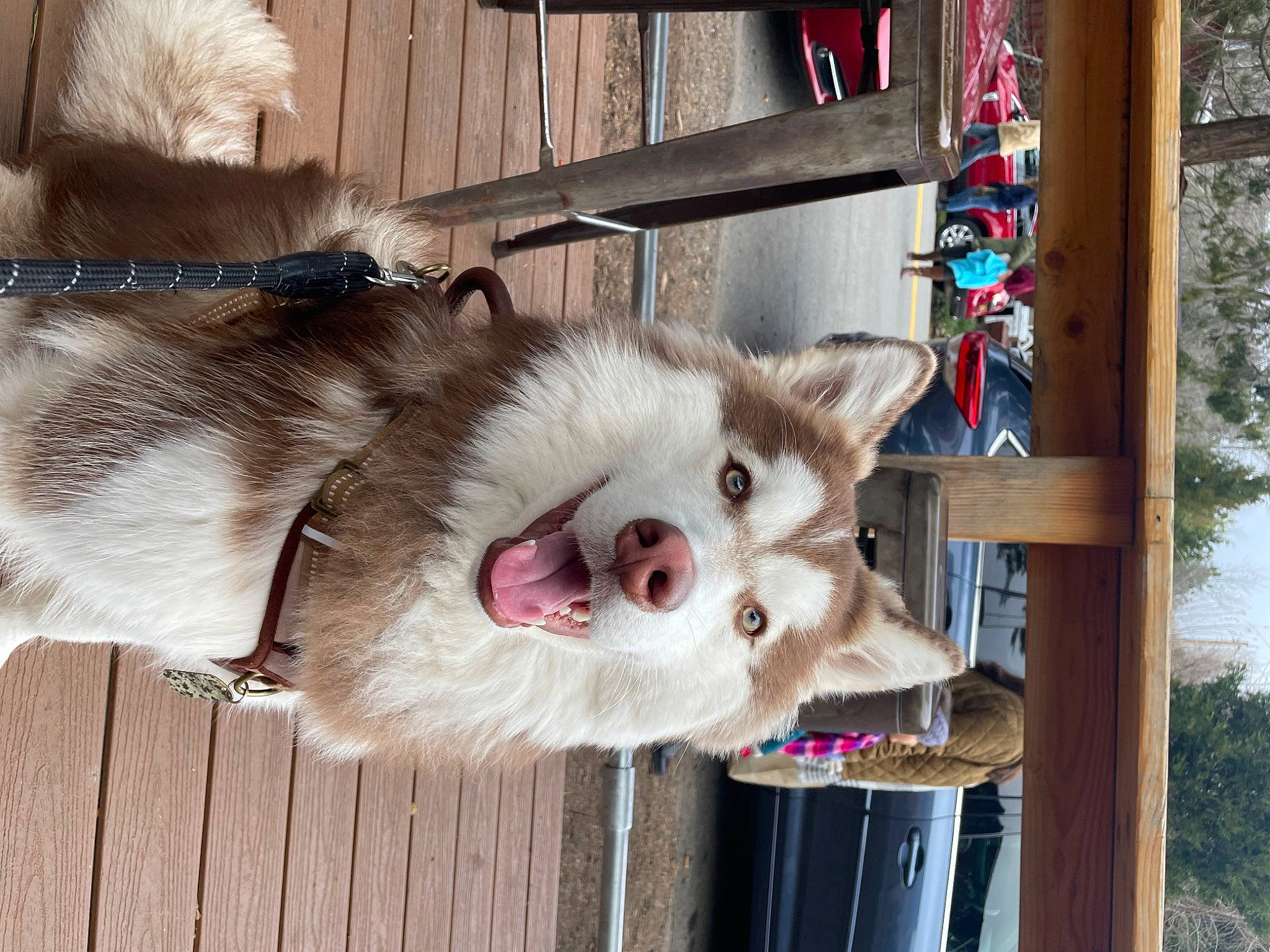 Kai is registered to the contest to win money with this photo: canidae, carnivore, collar, companion_dog, dog_breed, domestic_short_haired_cat, fawn, felidae, fur, marsupial, paw, small_to_medium_sized_cats, snout, sporting_group, tree, wheel, whiskers, wildlife, wood, working_animal