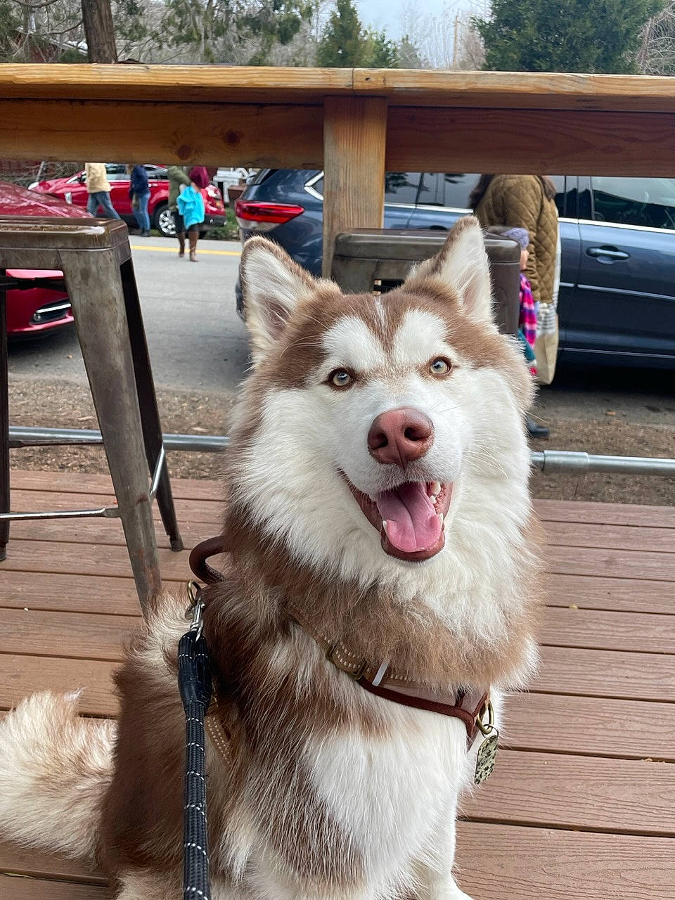 Kai joined the competition — help win amazing prizes! canidae, car, carnivore, collar, companion_dog, dog, dog_breed, dog_collar, fang, fur, mammal, plant, snout, sporting_group, tire, tree, vehicle, vehicle_registration_plate, vertebrate, working_animal