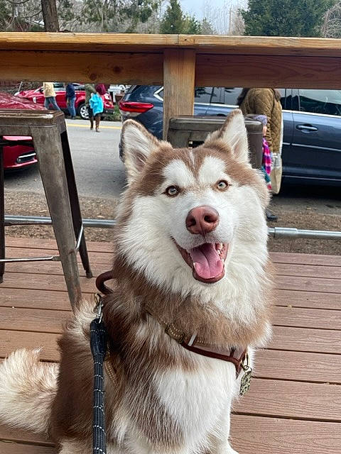 Kai joined the competition — help win amazing prizes! canidae, car, carnivore, collar, companion_dog, dog, dog_breed, dog_collar, fang, fur, pet_supply, plant, sporting_group, tire, tree, vehicle, vehicle_registration_plate, wheel, working_animal, working_dog