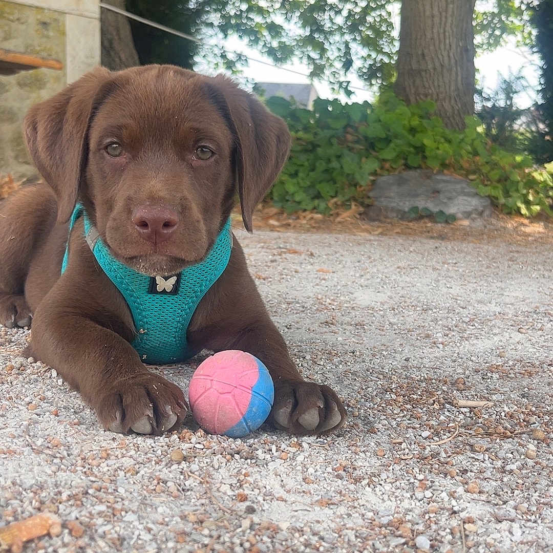 Snow a rejoint le concours — aidez-le/la à gagner de superbes lots ! animal, ball, canine, chocolate_lab, closeup, cute, daylight, dog, gravel, greenery, ground, harness, leaves, nature, outdoor, pet, playful, puppy, tree, young