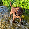 Snow a rejoint le concours — aidez-le/la à gagner de superbes lots ! adventure, animal, chocolate_labrador, collar, cute, dog, grass, greenery, nature, outdoor, pet, playful, puppy, river, stream, summer, sunlight, water, wet_fur, young