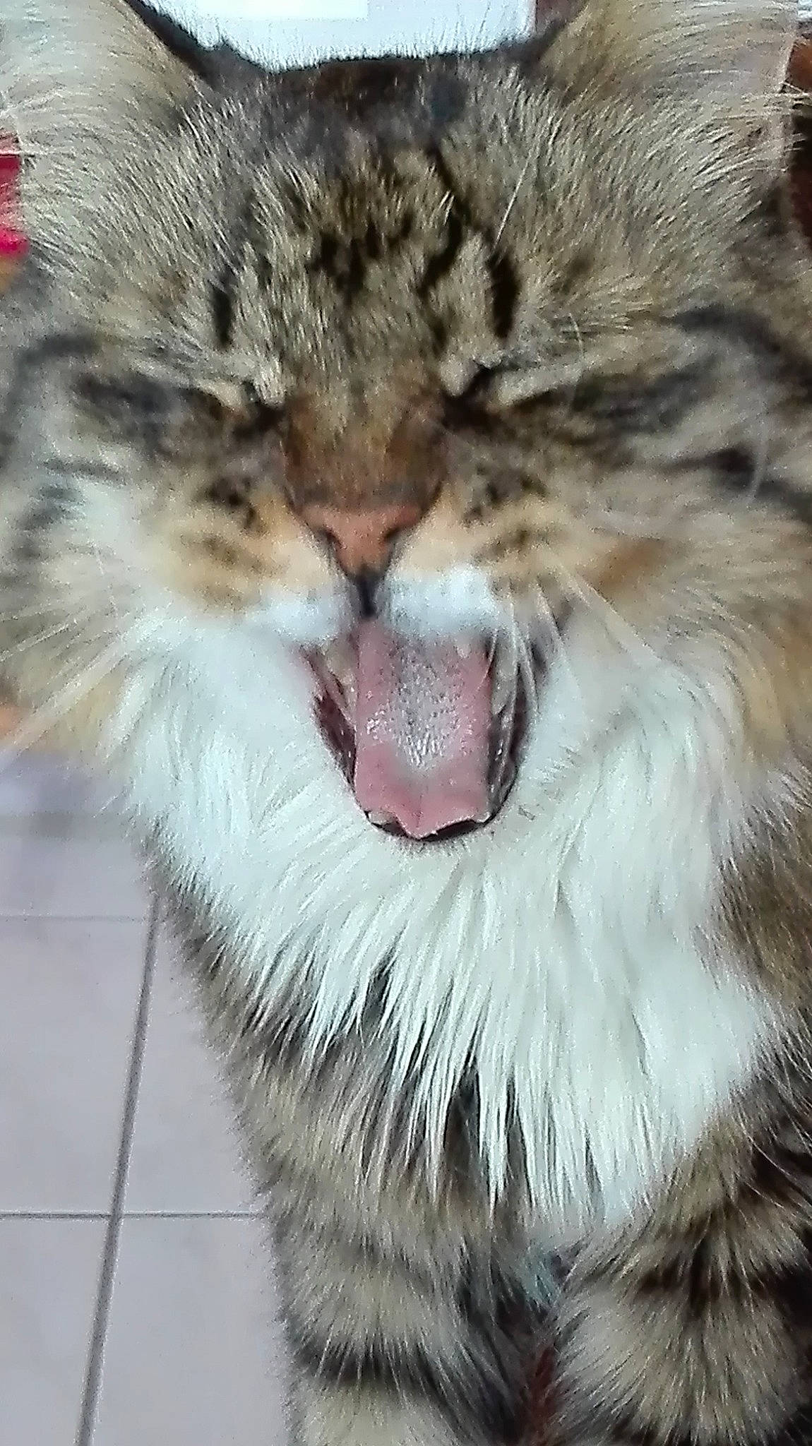 Pompon a rejoint le concours — aidez-le/la à gagner de superbes lots ! aegean_cat, carnivore, cat, close_up, dragon_li, european_shorthair, eye, facial_expression, felidae, fur, mammal, nose, organ, pixie_bob, siberian, small_to_medium_sized_cats, snout, tabby_cat, whiskers, yawn