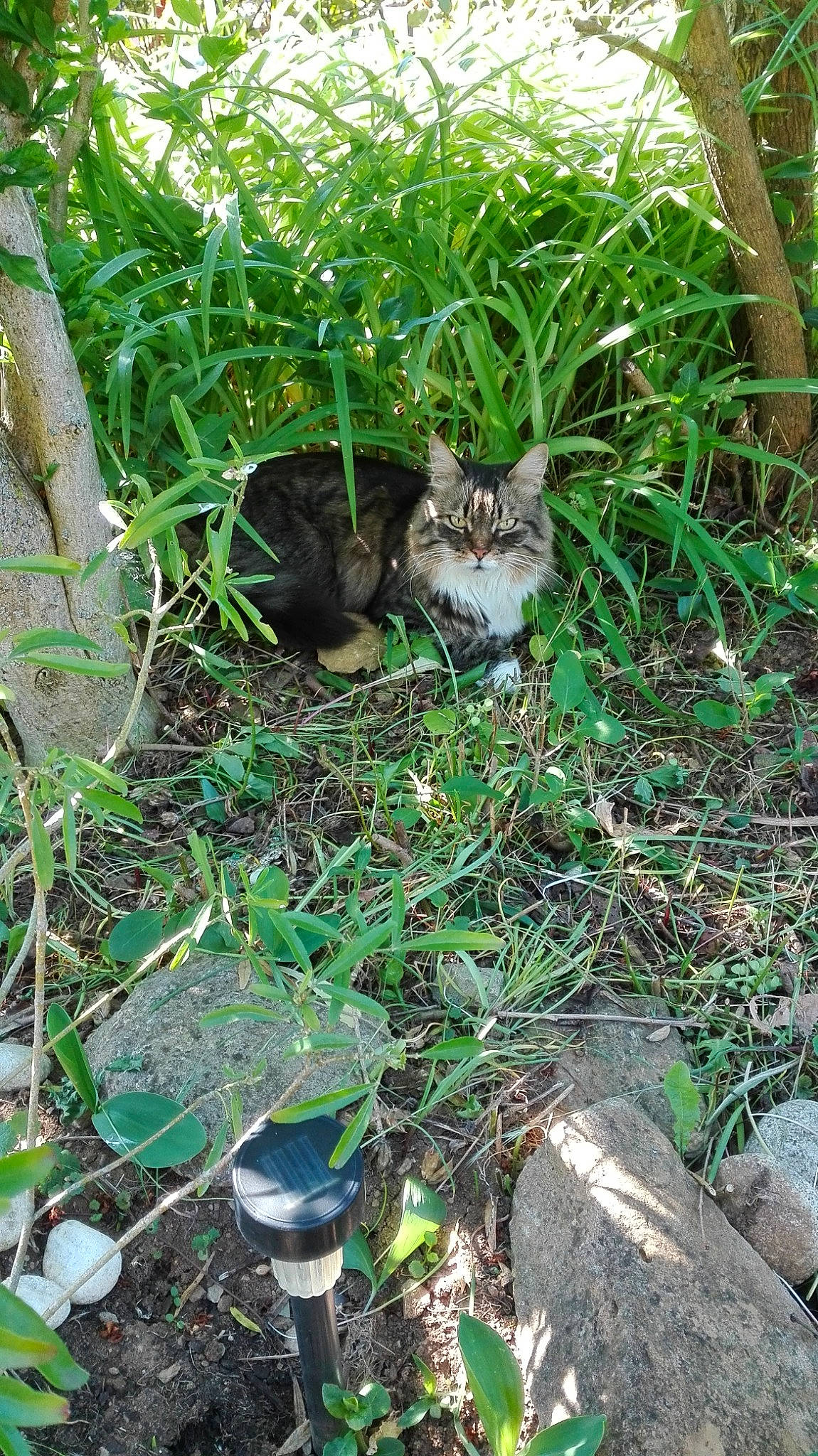 Pompon participe au concours pour gagner de l'argent avec cette photo : grass, grass_family, plant, soil