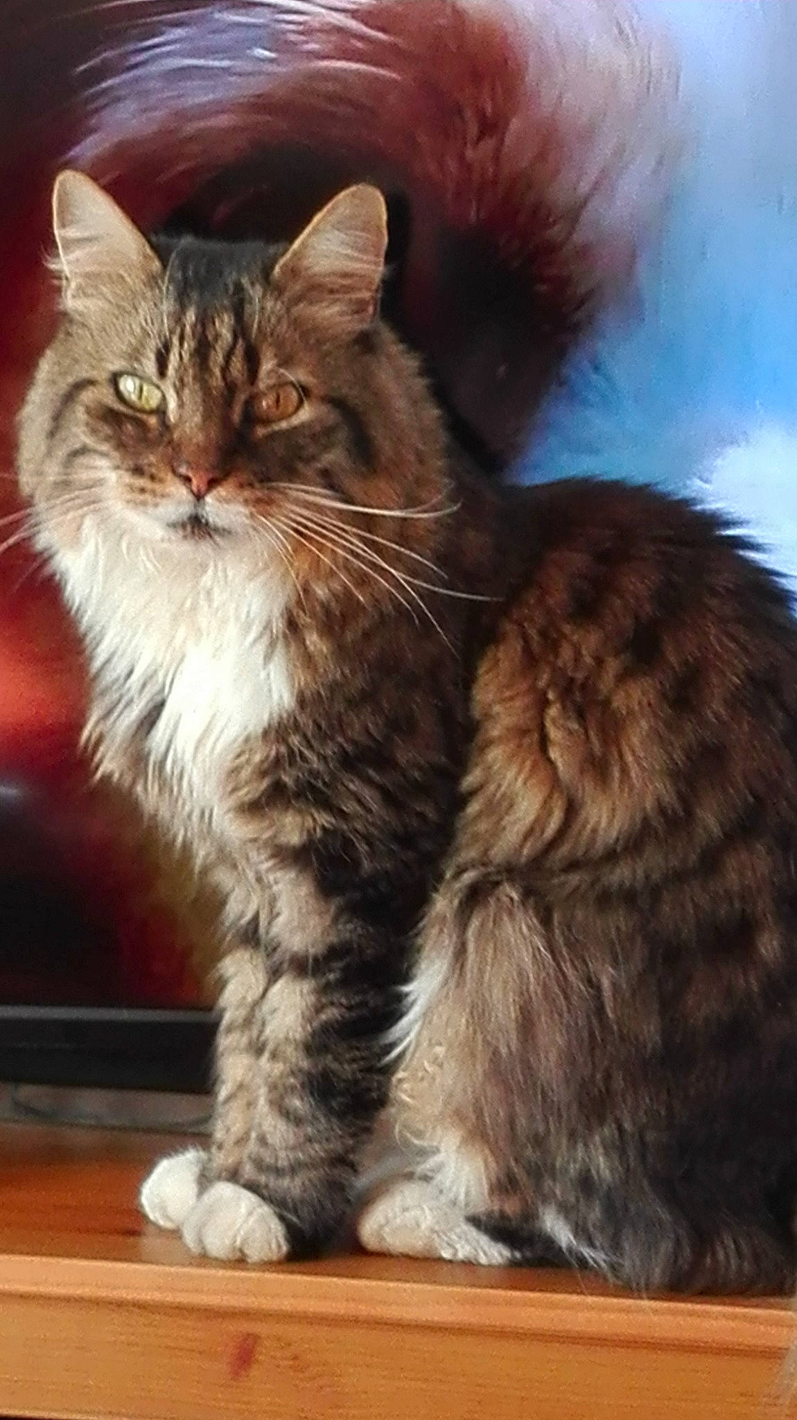 Pompon a rejoint le concours — aidez-le/la à gagner de superbes lots ! american_bobtail, asian, asian_semi_longhair, british_semi_longhair, carnivore, cat, cymric, domestic_long_haired_cat, european_shorthair, felidae, kitten, maine_coon, mammal, norwegian_forest_cat, ragamuffin, siberian, small_to_medium_sized_cats, tabby_cat, vertebrate, whiskers