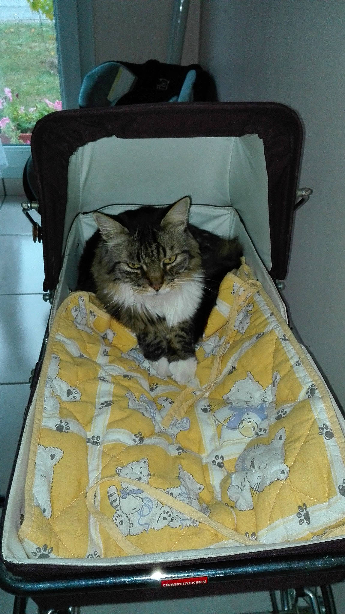 Pompon a rejoint le concours — aidez-le/la à gagner de superbes lots ! baggage, bed, bed_sheet, blanket, carnivore, cat, comfort, felidae, fur, furniture, linens, norwegian_forest_cat, small_to_medium_sized_cats, whiskers