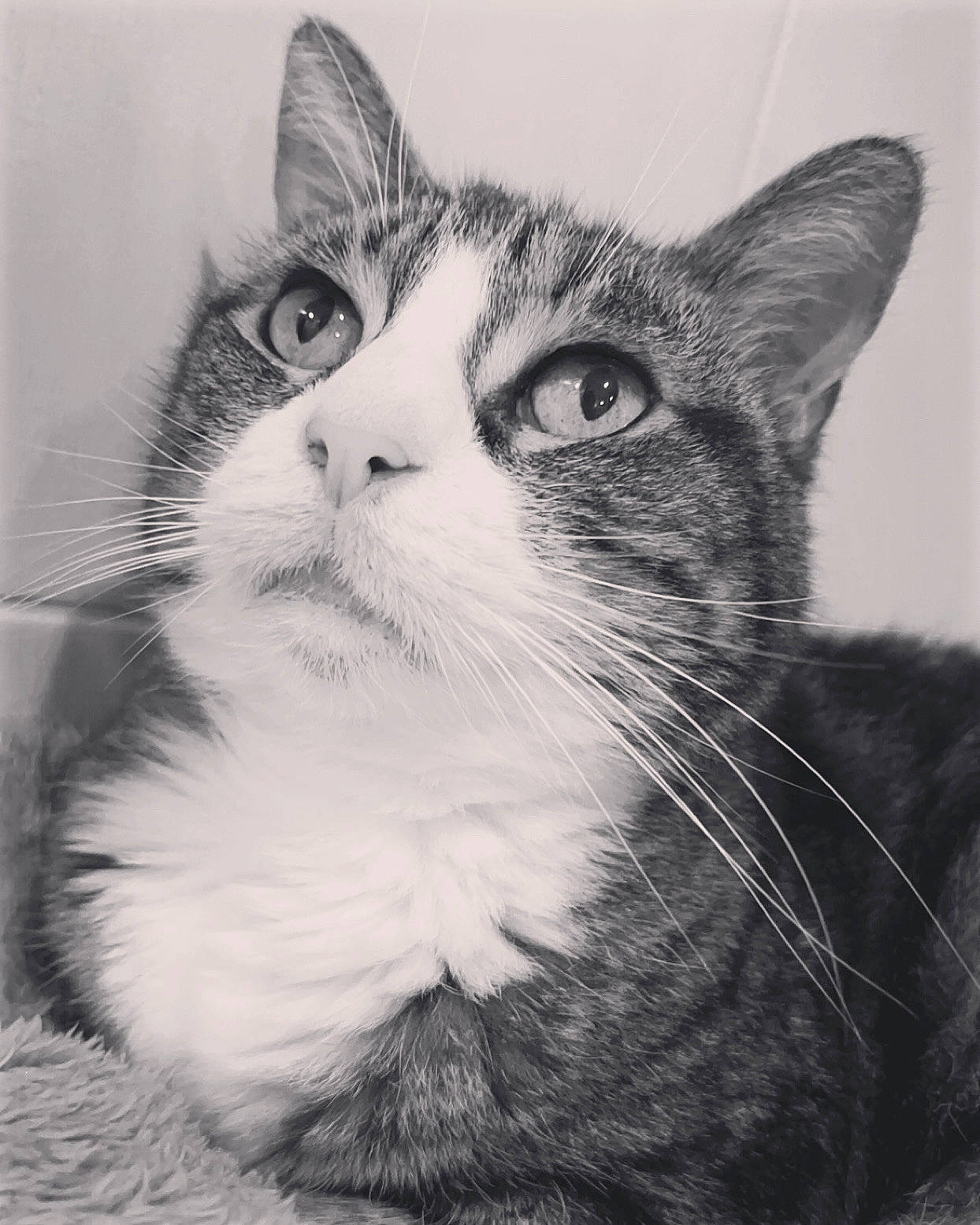 Dana a rejoint le concours — aidez-le/la à gagner de superbes lots ! carnivore, cat, domestic_short_haired_cat, door, felidae, fur, iris, monochrome, monochrome_photography, paw, small_to_medium_sized_cats, snout, whiskers, window