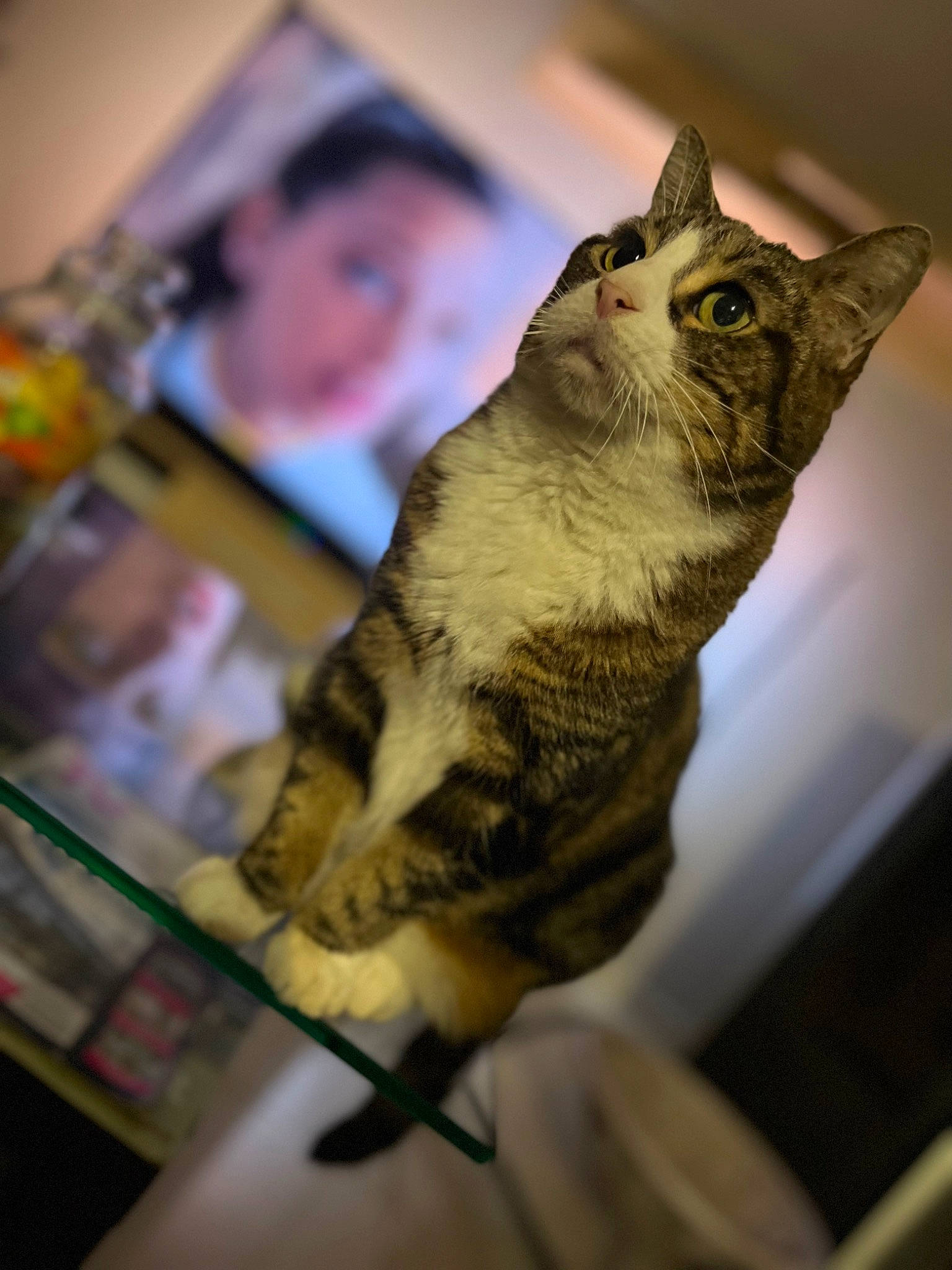 Dana a rejoint le concours — aidez-le/la à gagner de superbes lots ! art, carnivore, cat, domestic_short_haired_cat, eastern_screech_owl, felidae, fur, owl, screech_owl, small_to_medium_sized_cats, snout, tail, terrestrial_animal, visual_arts, whiskers, wildlife