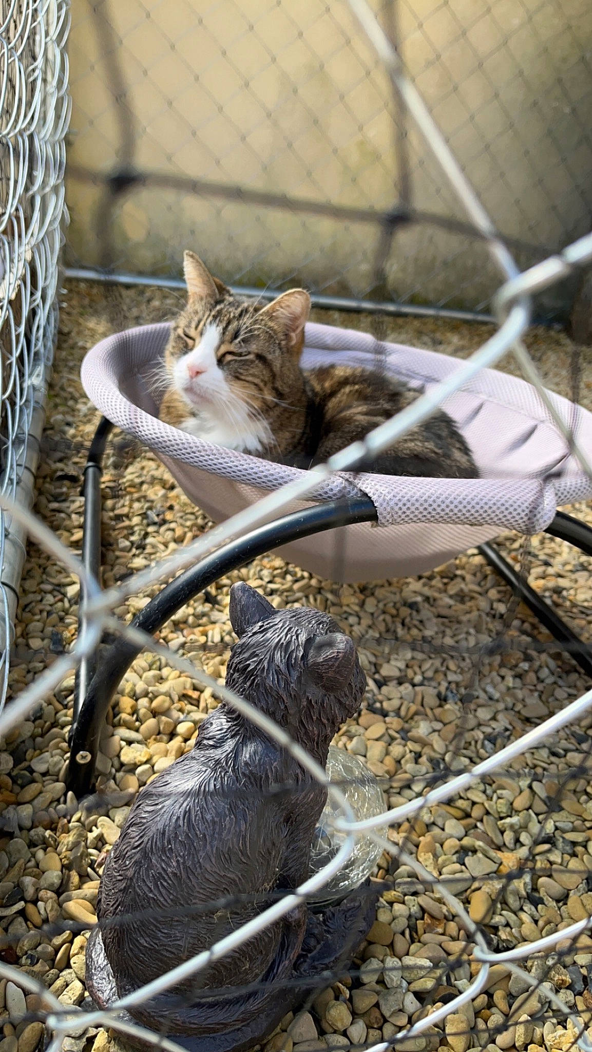 Dana participe au concours pour gagner de l'argent avec cette photo : animal_shelter, carnivore, cat, chain_link_fencing, domestic_short_haired_cat, felidae, fence, grass, mesh, metal, pet_supply, small_to_medium_sized_cats, snout, tail, terrestrial_animal, twig, whiskers, wildlife, wire_fencing, wood