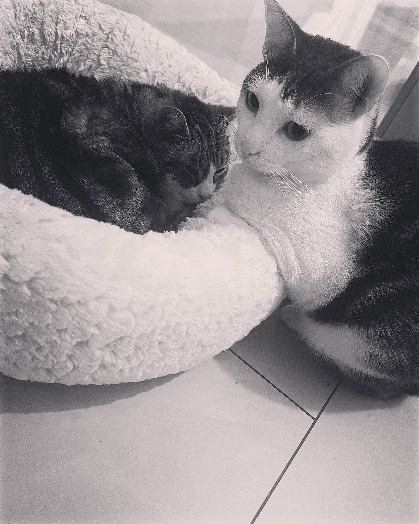 Dana a rejoint le concours — aidez-le/la à gagner de superbes lots ! black_and_white, carnivore, cat, cloud, comfort, domestic_short_haired_cat, eye, felidae, grey, head, human_leg, leg, monochrome, monochrome_photography, paw, small_to_medium_sized_cats, snout, style, tail, whiskers