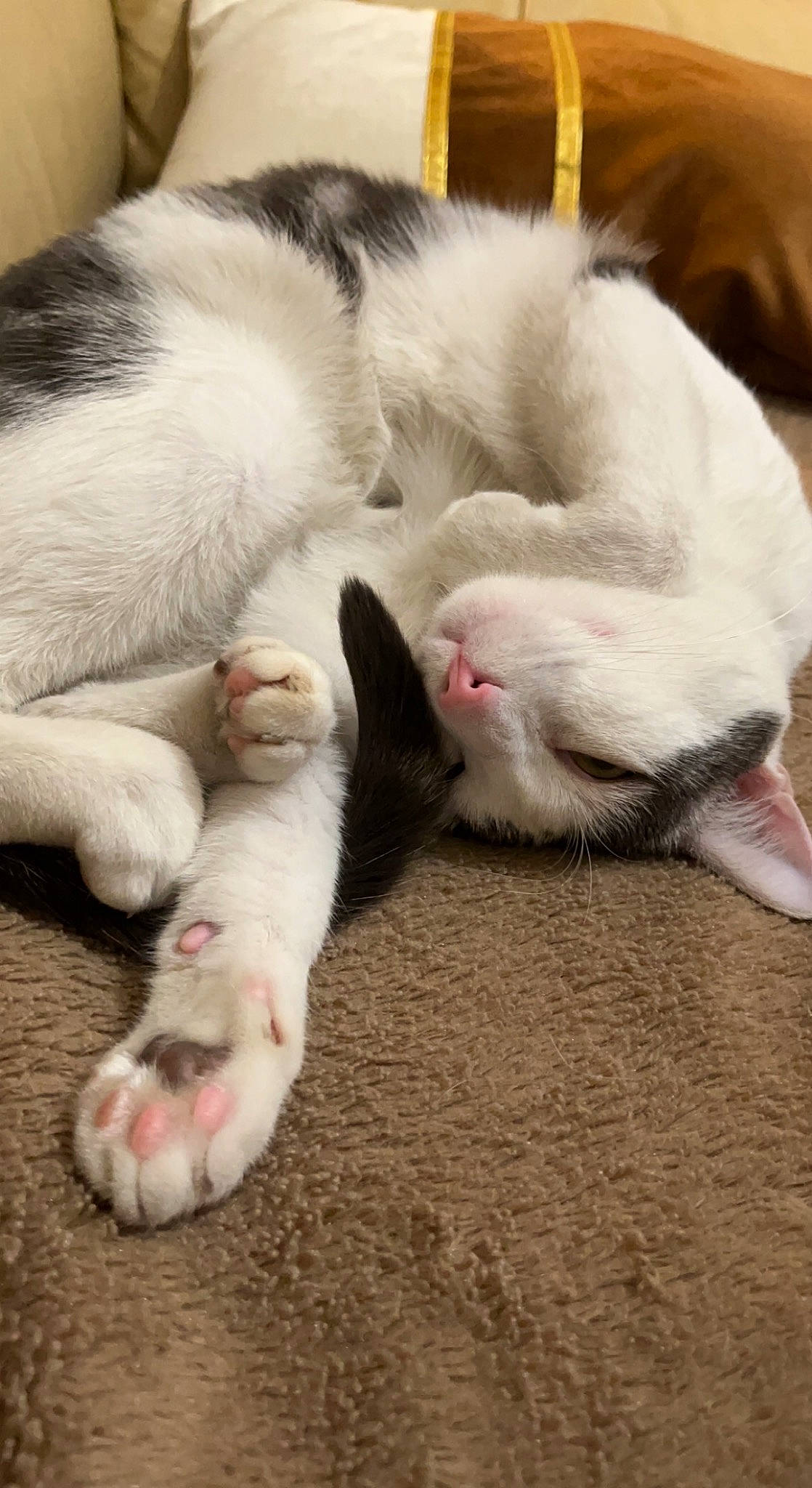 Jack a rejoint le concours — aidez-le/la à gagner de superbes lots ! carnivore, cat, claw, comfort, domestic_short_haired_cat, felidae, flooring, foot, fur, nap, paw, sleep, small_to_medium_sized_cats, snout, tail, terrestrial_animal, whiskers