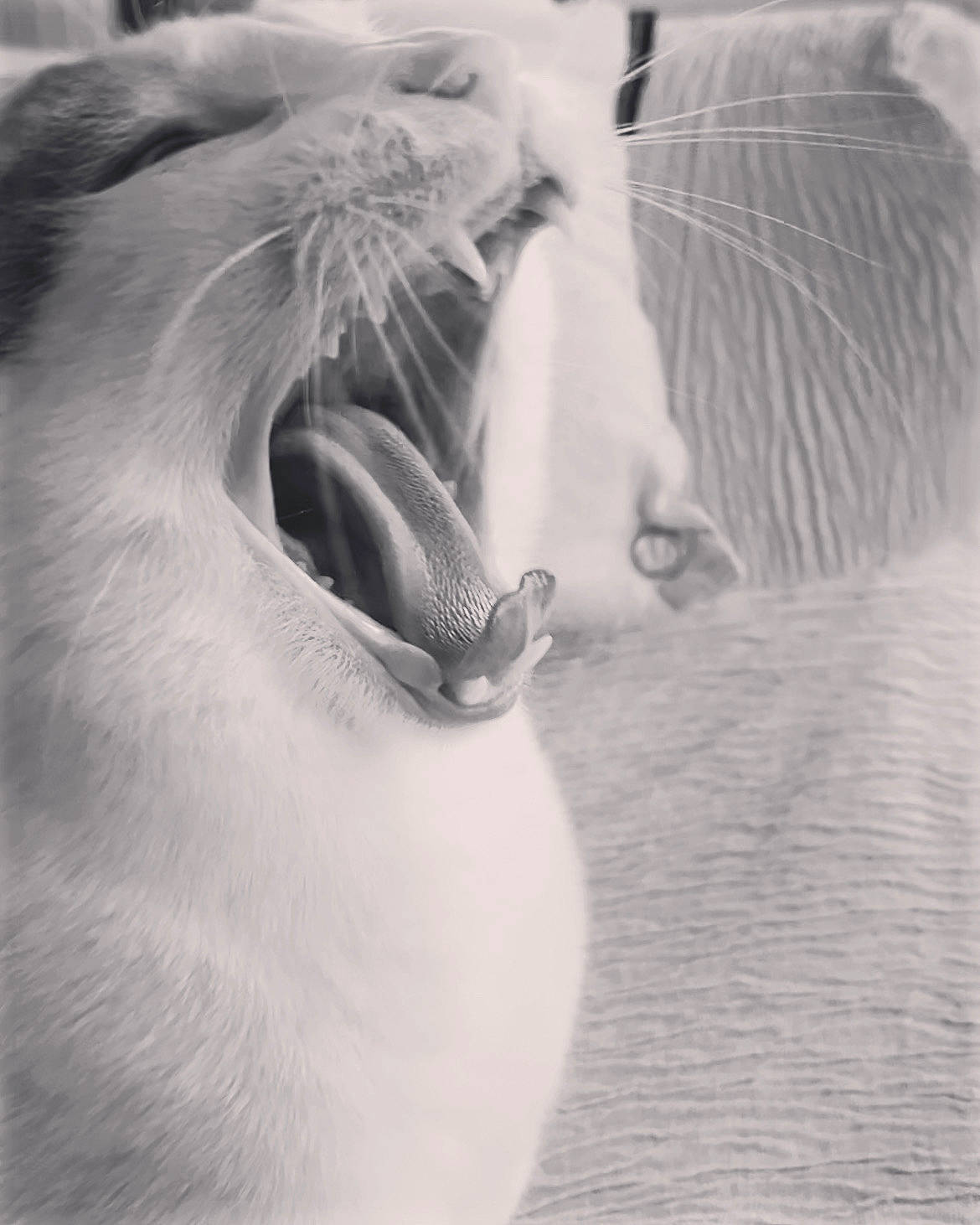 Jack participe au concours pour gagner de l'argent avec cette photo : carnivore, close_up, eyelash, fang, felidae, fur, grey, happy, jaw, marine_mammal, monochrome, monochrome_photography, roar, small_to_medium_sized_cats, snout, terrestrial_animal, whiskers, wildlife, working_animal, yawn
