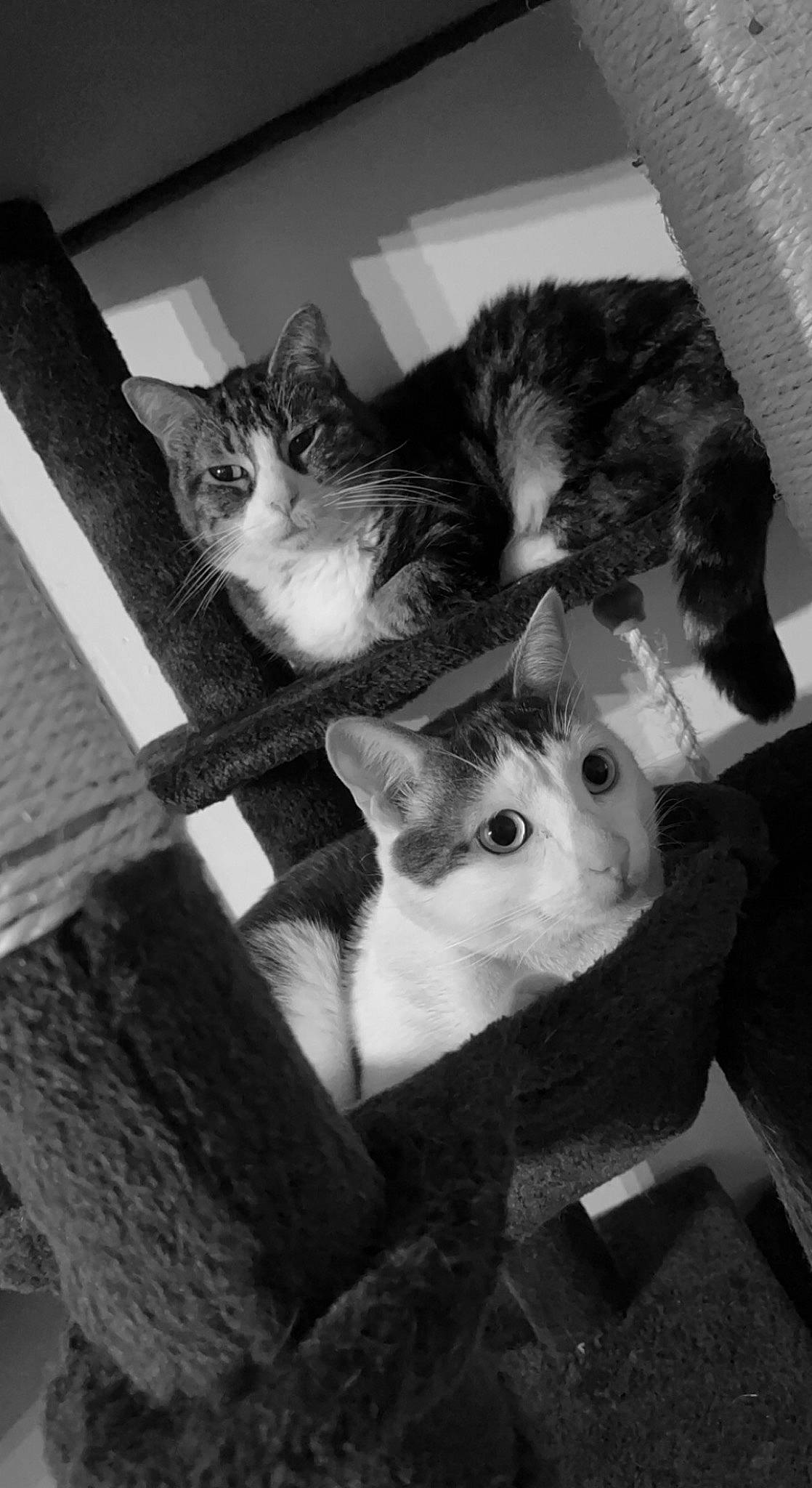 Jack a rejoint le concours — aidez-le/la à gagner de superbes lots ! black_and_white, box, carnivore, cat, comfort, domestic_short_haired_cat, felidae, fur, grey, monochrome, monochrome_photography, paw, small_to_medium_sized_cats, snout, style, tail, whiskers, wood