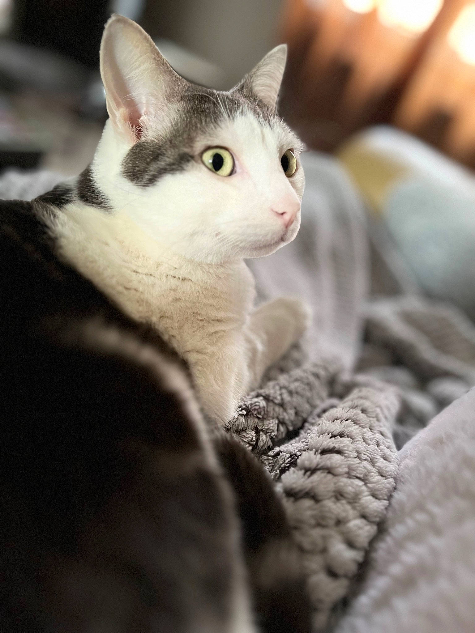 Jack a rejoint le concours — aidez-le/la à gagner de superbes lots ! carnivore, cat, comfort, domestic_short_haired_cat, ear, eye, eyebrow, eyelash, felidae, fur, head, iris, monochrome_photography, paw, sitting, small_to_medium_sized_cats, snout, terrestrial_animal, tree, whiskers