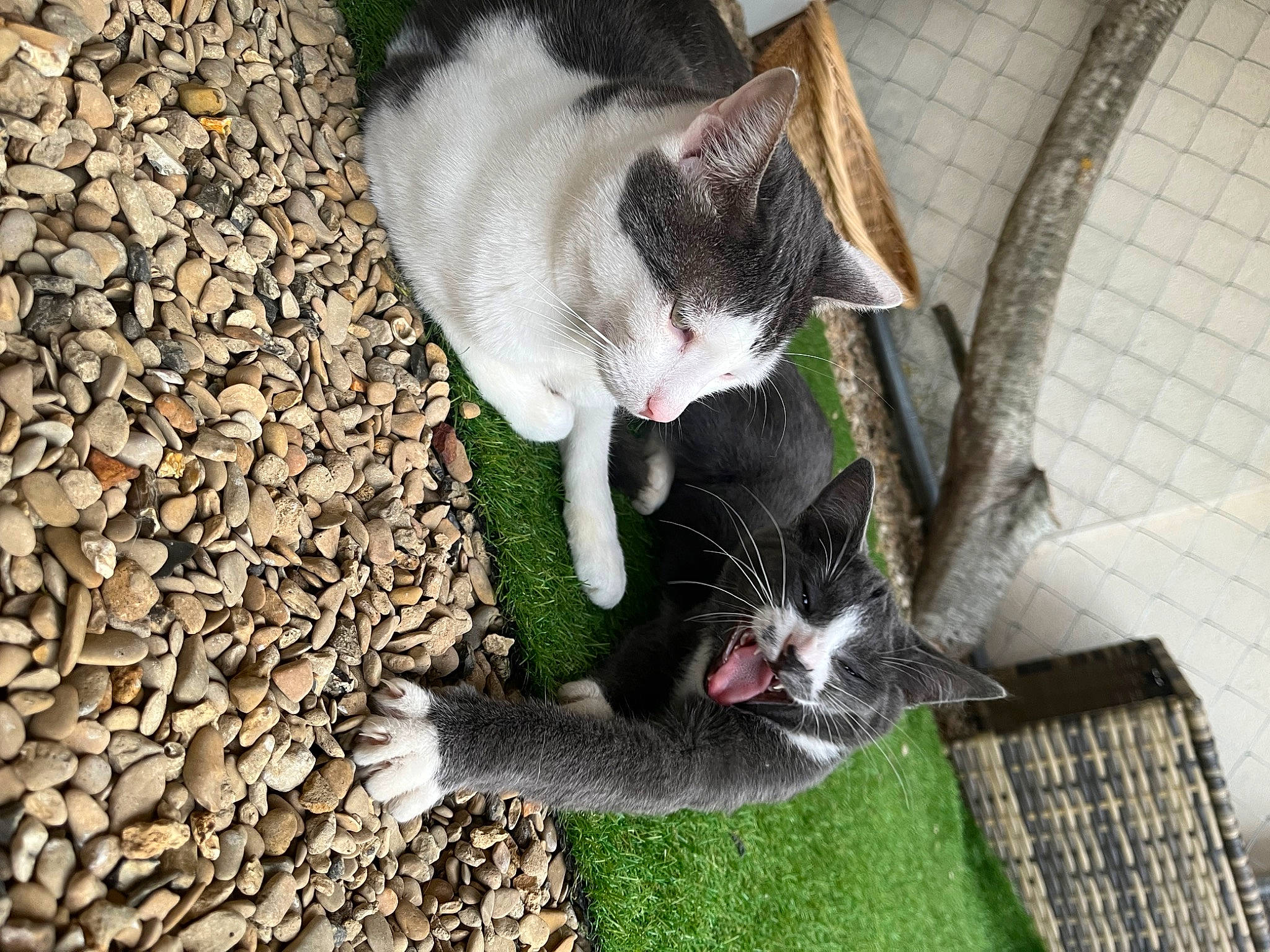 Ross a rejoint le concours — aidez-le/la à gagner de superbes lots ! canidae, carnivore, cat, claw, collar, dog_breed, domestic_short_haired_cat, felidae, fur, grass, paw, pebble, plant, small_to_medium_sized_cats, snout, soil, sporting_group, tail, terrestrial_animal, whiskers