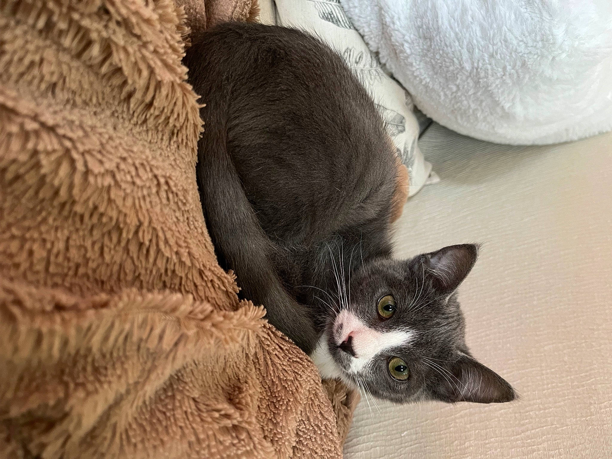 Ross participe au concours pour gagner de l'argent avec cette photo : black_cat, carnivore, cat, cat_bed, cat_supply, claw, comfort, domestic_short_haired_cat, fawn, felidae, fur, grey, paw, small_to_medium_sized_cats, snout, tail, terrestrial_animal, whiskers, wood