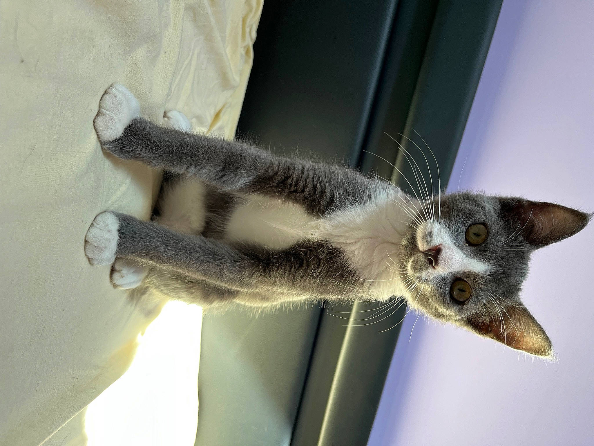 Ross a rejoint le concours — aidez-le/la à gagner de superbes lots ! balinese, carnivore, cat, claw, domestic_short_haired_cat, fawn, felidae, fur, paw, small_to_medium_sized_cats, snout, tail, terrestrial_animal, whiskers, wildlife