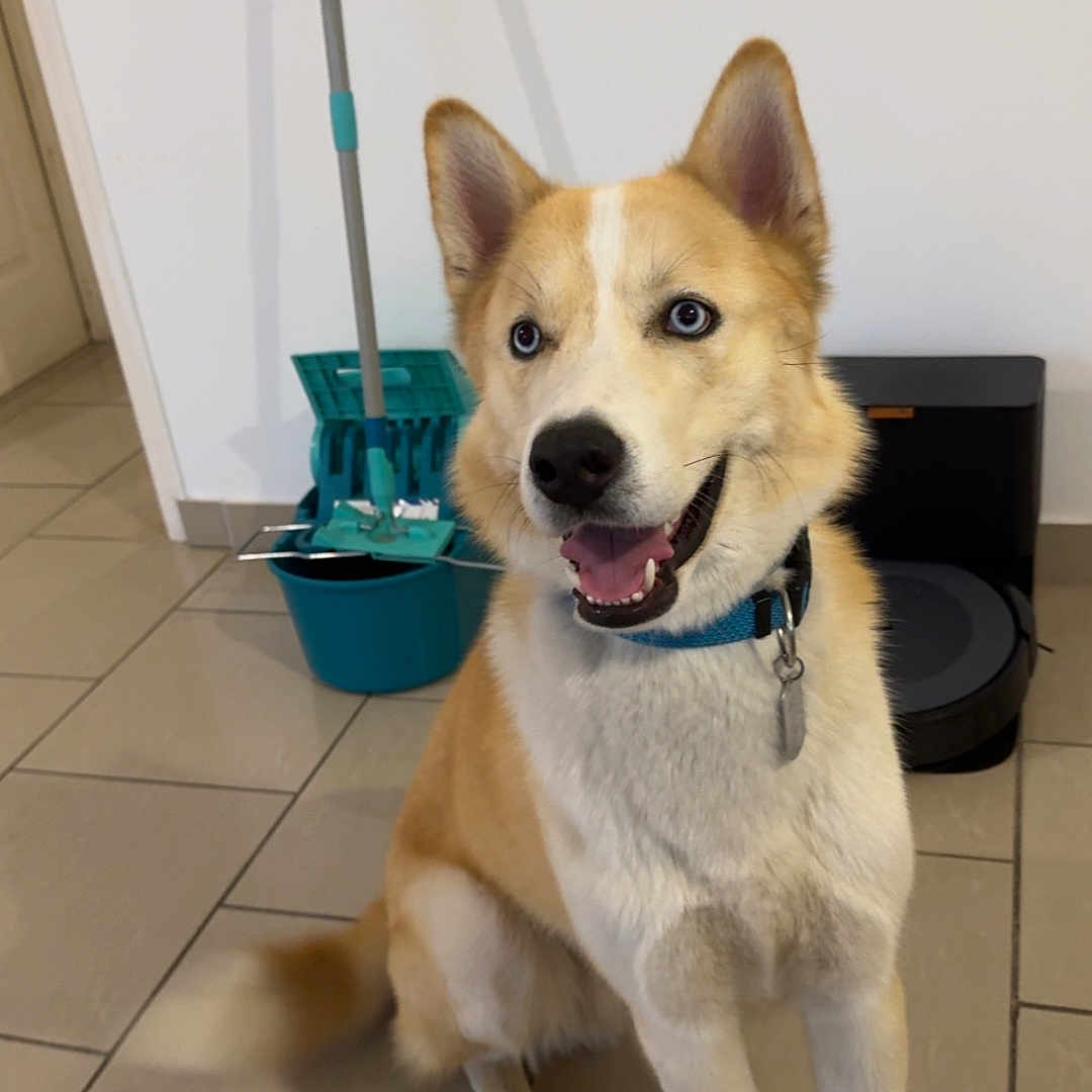 Vox participe au concours pour gagner de l'argent avec cette photo : animal, blue_eyes, bucket, cleaning_tools, collar, companion, dog, domestic, door, floor, happy, household, indoor, mop, pet, robot_vacuum, sitting, tail_wagging, tile_floor, wall