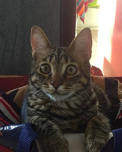 Novak a rejoint le concours — aidez-le/la à gagner de superbes lots ! carnivore, cat, comfort, domestic_short_haired_cat, door, felidae, fur, paw, sitting, small_to_medium_sized_cats, snout, whiskers