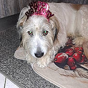 Mambo Dit Bb a rejoint le concours — aidez-le/la à gagner de superbes lots ! dog, birthday, headband, indoor, mat, carpet, wooden_wall, pet, animal, fur, lying_down, close_up, floor_tiles, expression, cute, celebration, home, canine, portrait, resting