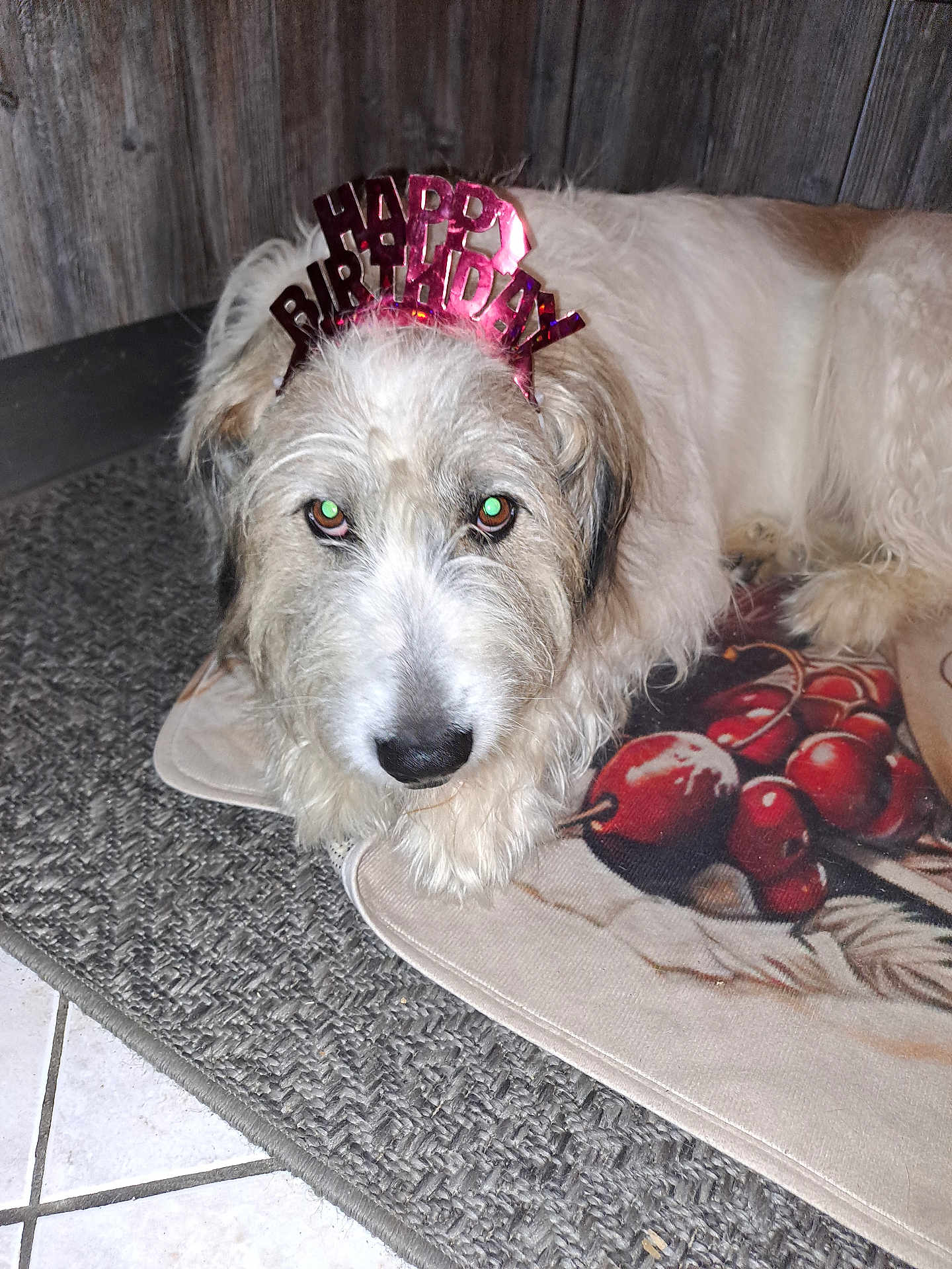 Mambo Dit Bb a rejoint le concours — aidez-le/la à gagner de superbes lots ! dog, birthday, headband, indoor, mat, carpet, wooden_wall, pet, animal, fur, lying_down, close_up, floor_tiles, expression, cute, celebration, home, canine, portrait, resting
