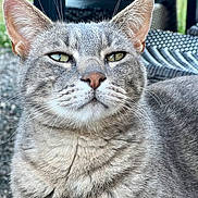 Monmine a rejoint le concours — aidez-le/la à gagner de superbes lots ! cat, gray_tabby, close_up, whiskers, outdoor, pet, feline, portrait, fur, ears, eyes, nose, animal, relaxed, sitting, nature, background_blur, daylight, texture, domestic_animal