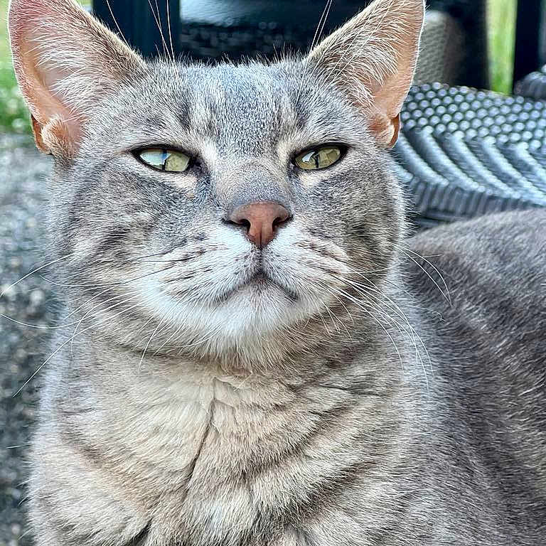 Monmine a rejoint le concours — aidez-le/la à gagner de superbes lots ! animal, background_blur, cat, close_up, daylight, domestic_animal, ears, eyes, feline, fur, gray_tabby, nature, nose, outdoor, pet, portrait, relaxed, sitting, texture, whiskers
