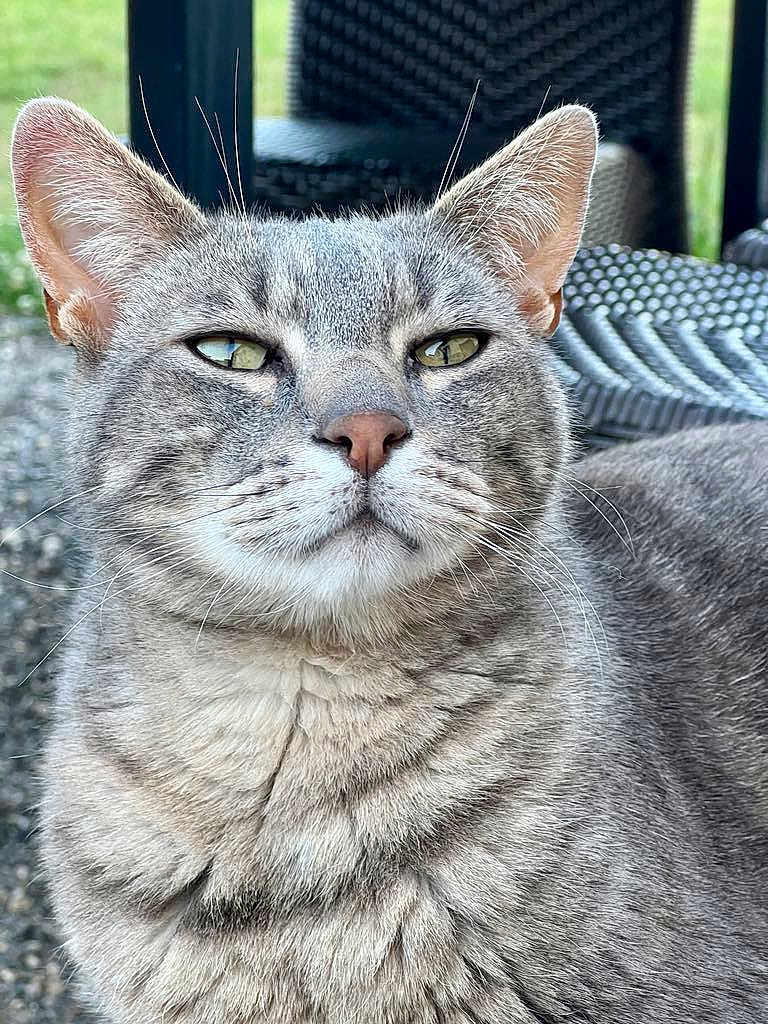 Monmine a rejoint le concours — aidez-le/la à gagner de superbes lots ! cat, gray_tabby, close_up, whiskers, outdoor, pet, feline, portrait, fur, ears, eyes, nose, animal, relaxed, sitting, nature, background_blur, daylight, texture, domestic_animal