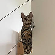 Gipsy a rejoint le concours — aidez-le/la à gagner de superbes lots ! alert, animal, cat, curious, domestic_cat, ears_up, feline, indoor, interior, ledgeline, looking, metal_cable, minimalist, pet, spotted, standing, striped, whiskers, wide_eyes, wooden_furniture