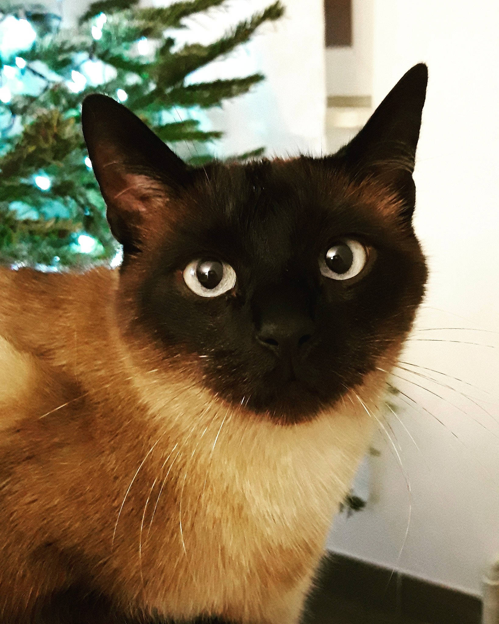 Filou participe au concours pour gagner de l'argent avec cette photo : asian, balinese, black_cat, burmese, carnivore, cat, domestic_short_haired_cat, eye, felidae, german_rex, javanese, mammal, ojos_azules, siamese, small_to_medium_sized_cats, snout, thai, tonkinese, vertebrate, whiskers